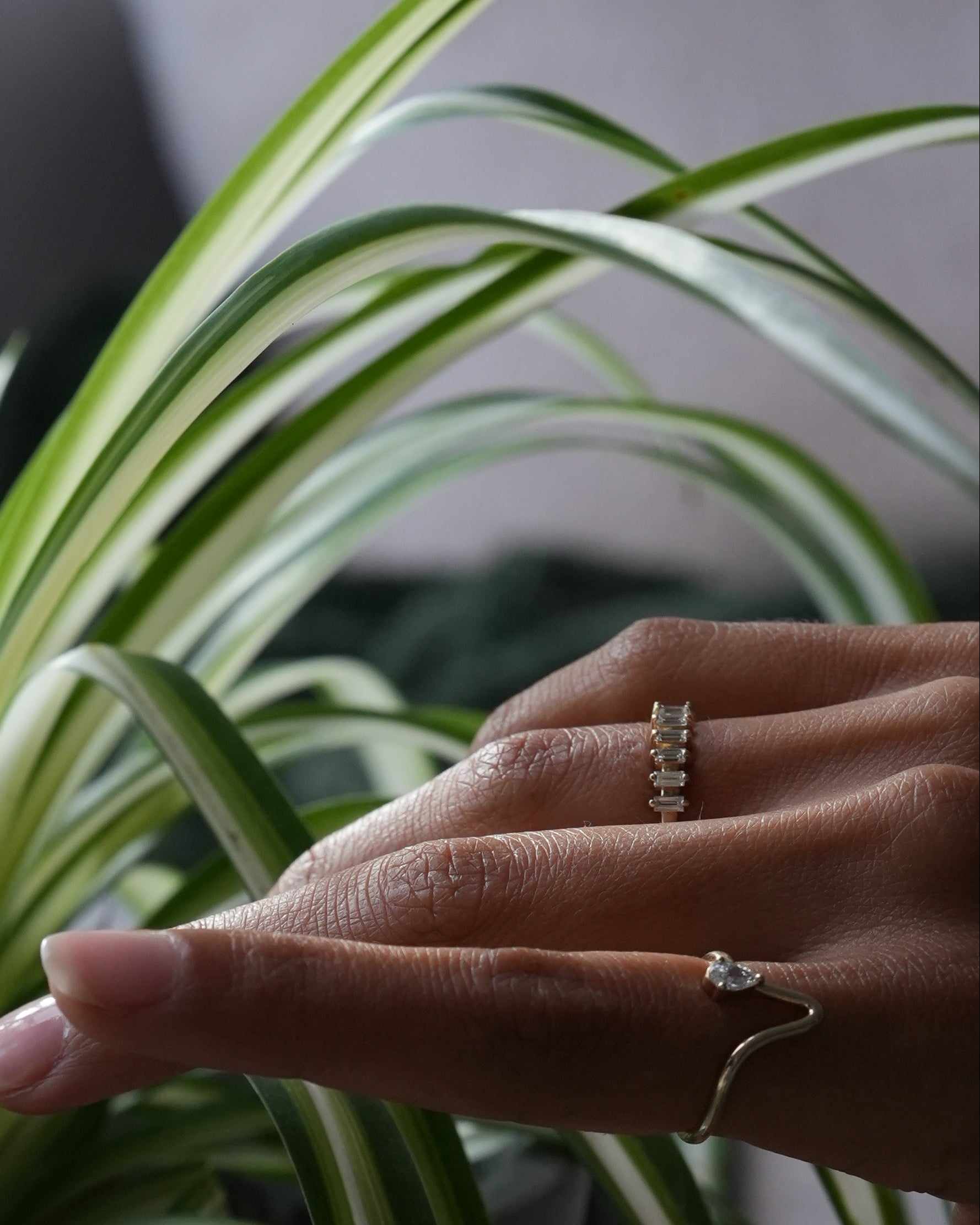 Hand holding a spider plant with a blurred background